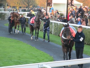 Horses parade at Kempton Park.