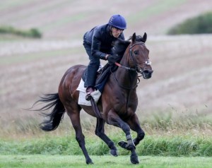 HARRY ANGEL on the Gallops Clive Cox 1 Updated